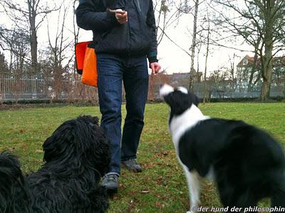 Besuch von einem Border Collie