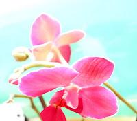 Impressionen einer Orchidee