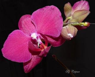 Impressionen einer Orchidee