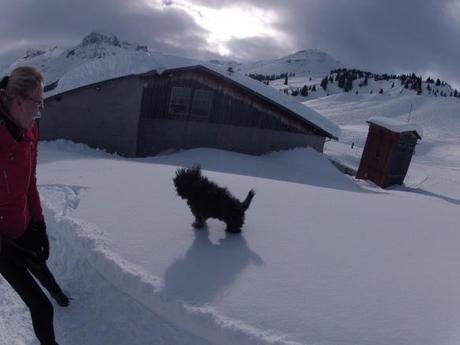 Schneeberge und fliegende Tibet Terrier