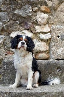Der Cavalier-King-Charles-Spaniel - Traumhund und Sorgenkind zugleich
