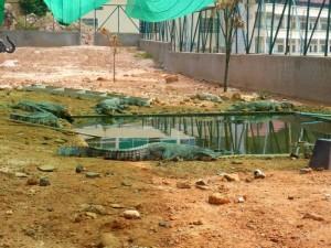 P1020206 300x225 Kambodschas Tierwelt   Wie es mit den Krokodilen in der Schule weitergeht ...