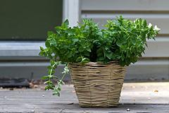 7 Kräuter für Gesundheit und Wellness