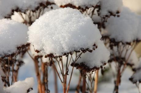 let ist snow - Schnee