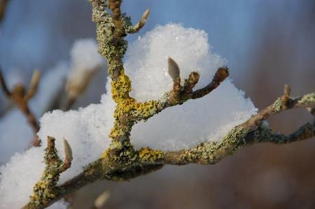 let ist snow - Schnee