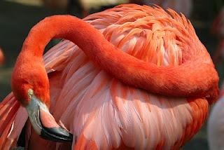 Der Flamingo von Hurden