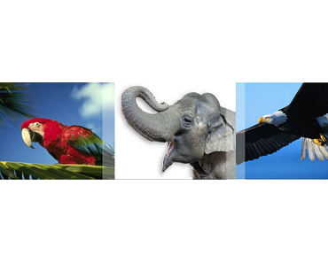 Papagei, Elefant, Adler oder Koala - Welcher Nachhaltigkeitstyp ist ihr Unternehmen?