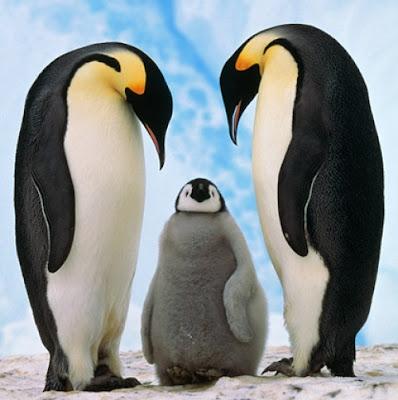 Sei ein Pinguin! - Finde Dein Element!