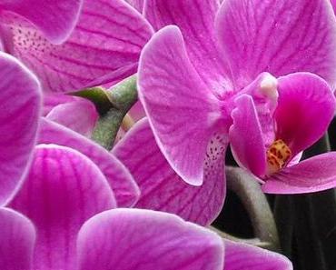 Geblüht, gewaschen, gesündigt