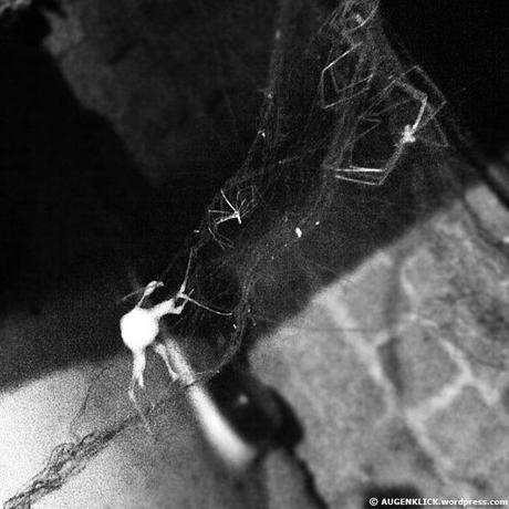 Spinnennetz mit toten Spinnen
