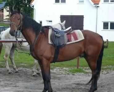 Reiturlaub in Polen: Die Pferde