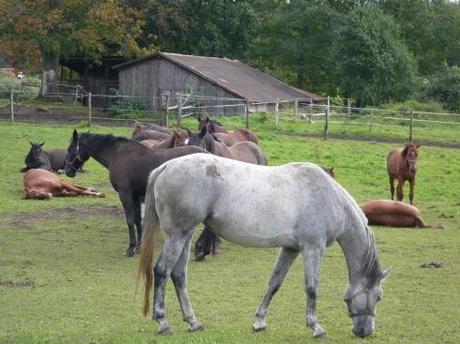 Reiturlaub in Polen: Die Pferde