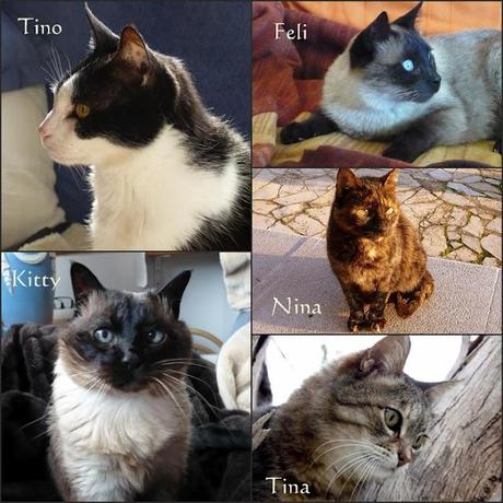 Internationaler Katzentag / Día Internacional de Gatos