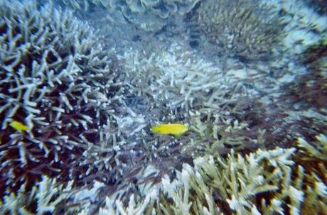 seychellen / flitterwochen / unterwassercamera