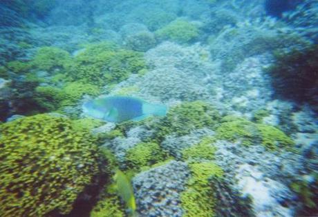 seychellen / flitterwochen / unterwassercamera