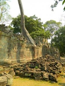 Preah Khans Schwammbäume