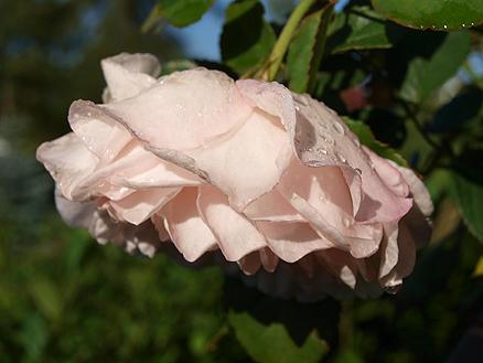 Mythologie der Rose