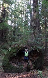 San Francisco - Trinidad: Riesig, gigantisch, Redwoods