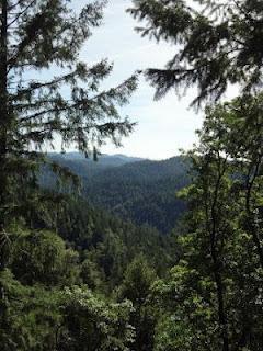 San Francisco - Trinidad: Riesig, gigantisch, Redwoods