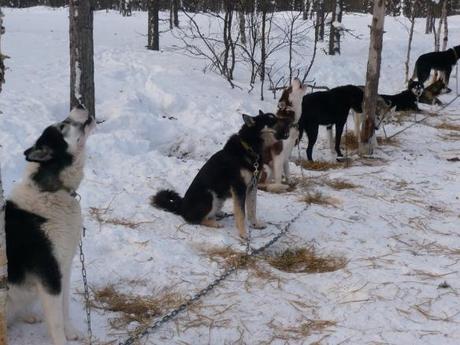 Huskytour in Finnland: Back to the roots