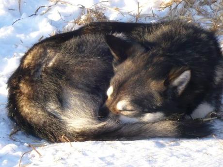 Husky-Safari in Finnland: Tiefschneepflug