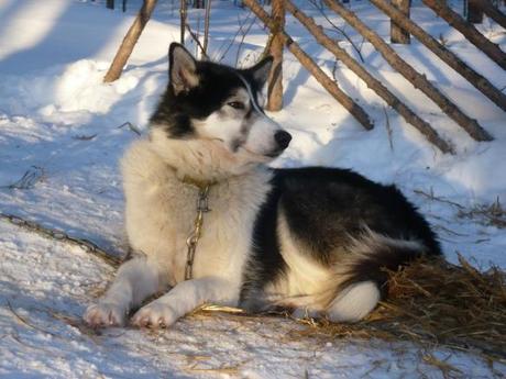 Husky-Safari in Finnland: Tiefschneepflug