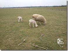 2012-03-13 15.11.16 1