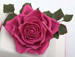 Pinke Rose zum Geburtstag