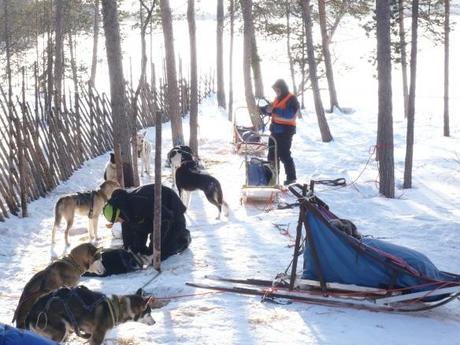 Husky-Safari in Finnland: Über allen Gipfeln ist Ruh…