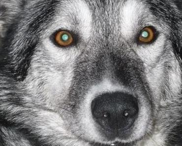 Husky-Safari in Finnland: Hundeliebe