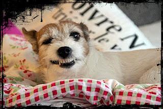 Die guten Vorsätze...