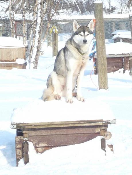 Husky-Safari in Finnland: Es geht lo-o-s!