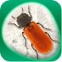 Insecta 360 – Erlebe die Welt der Insekten in Bild und Quiz