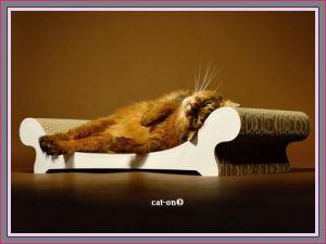 Cat-on – Wenn Katzenträume wahr werden ;-)