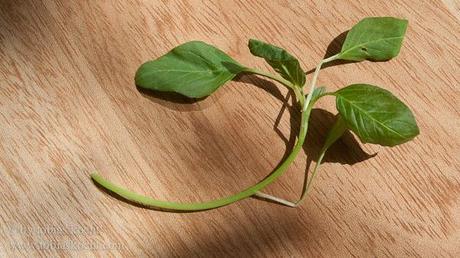 Vleeta – Amarant – Amaranthus viridis