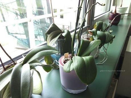Seramis Orchideen