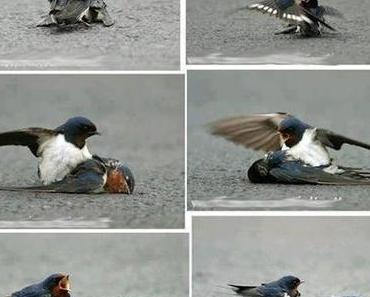 Tiere sind fühlende Wesen! …