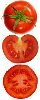 Von Wesen und Trieb der Tomate