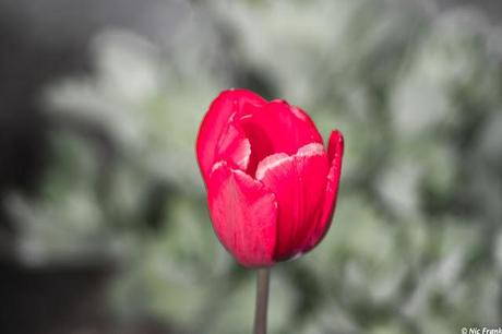  Tulpen