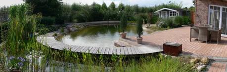 Schwimmteich Panorama im Garten