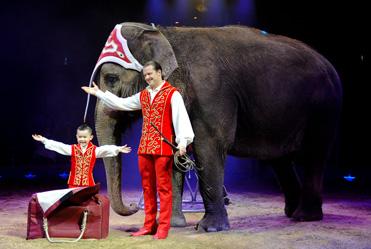 Der Circus Knie ist bald in Zürich