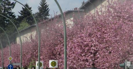Zur Britzer Baumblüte in Berlin