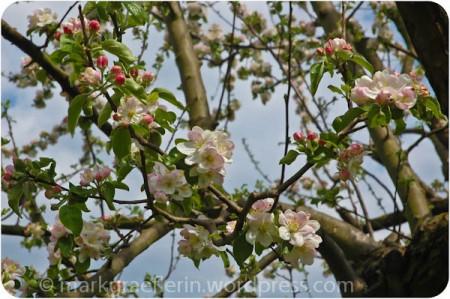 Apfelblüte und Tulpen in meinem Garten – Mai