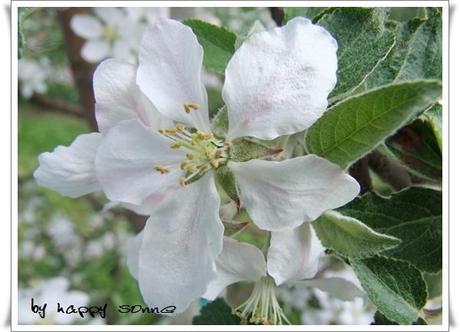 Apfelbaumblüten und Pusteblumen....