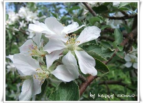 Apfelbaumblüten und Pusteblumen....