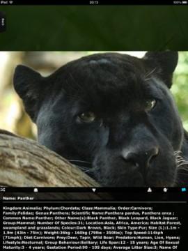 Animal Kingdom HD – holen Sie sich beeindruckende Tieraufnahmen momentan kostenlos auf das iPad