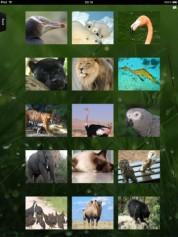 Animal Kingdom HD – holen Sie sich beeindruckende Tieraufnahmen momentan kostenlos auf das iPad