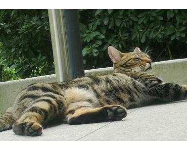 Lenny is back in town