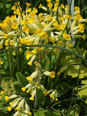 Great Brington - Frühlingsgärten