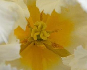 Ein klitzekleiner Blumengruß für euch